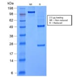 SDS-PAGE - Anti-FOXA1 Antibody [rFOXA1/1515] - BSA and Azide free (A252040) - Antibodies.com