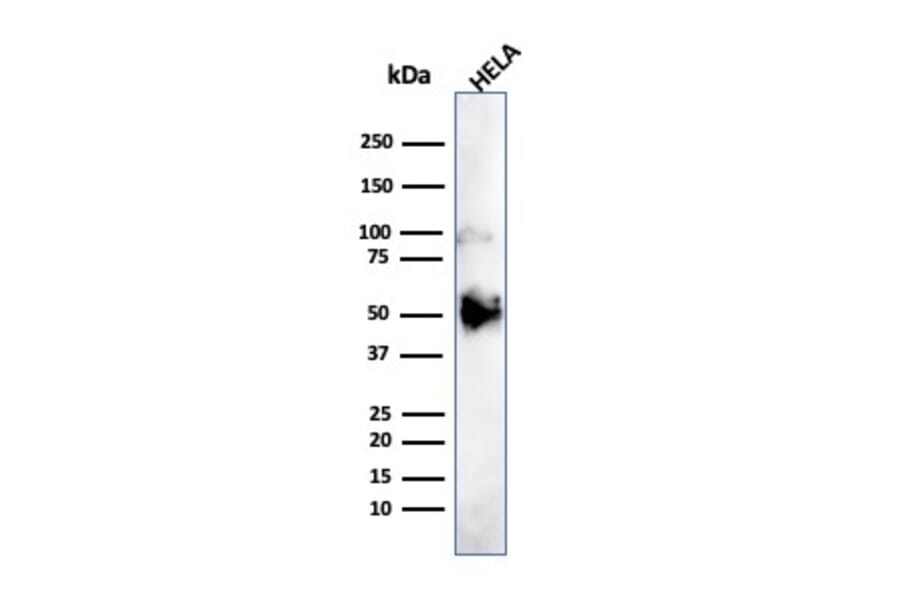 Western Blot - Anti-FOXA1 Antibody [FOXA1/1241] - BSA and Azide free (A252041) - Antibodies.com