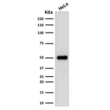 Western Blot - Anti-FOXA1 Antibody [FOXA1/1512] - BSA and Azide free (A252042) - Antibodies.com