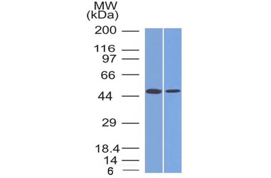 Western Blot - Anti-FOXA1 Antibody [FOXA1/1512] - BSA and Azide free (A252042) - Antibodies.com
