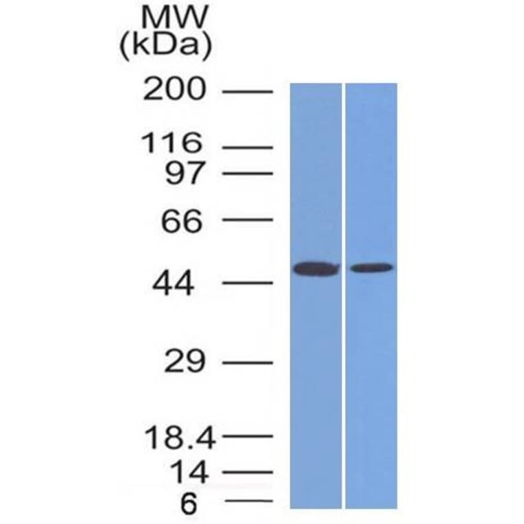 Western Blot - Anti-FOXA1 Antibody [FOXA1/1512] - BSA and Azide free (A252042) - Antibodies.com