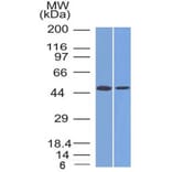 Western Blot - Anti-FOXA1 Antibody [FOXA1/1512] - BSA and Azide free (A252042) - Antibodies.com