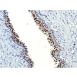 Immunohistochemistry - Anti-FOXA1 Antibody [FOXA1/1514] - BSA and Azide free (A252043) - Antibodies.com