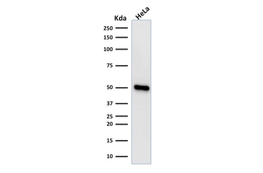 Western Blot - Anti-FOXA1 Antibody [FOXA1/1518] - BSA and Azide free (A252046) - Antibodies.com