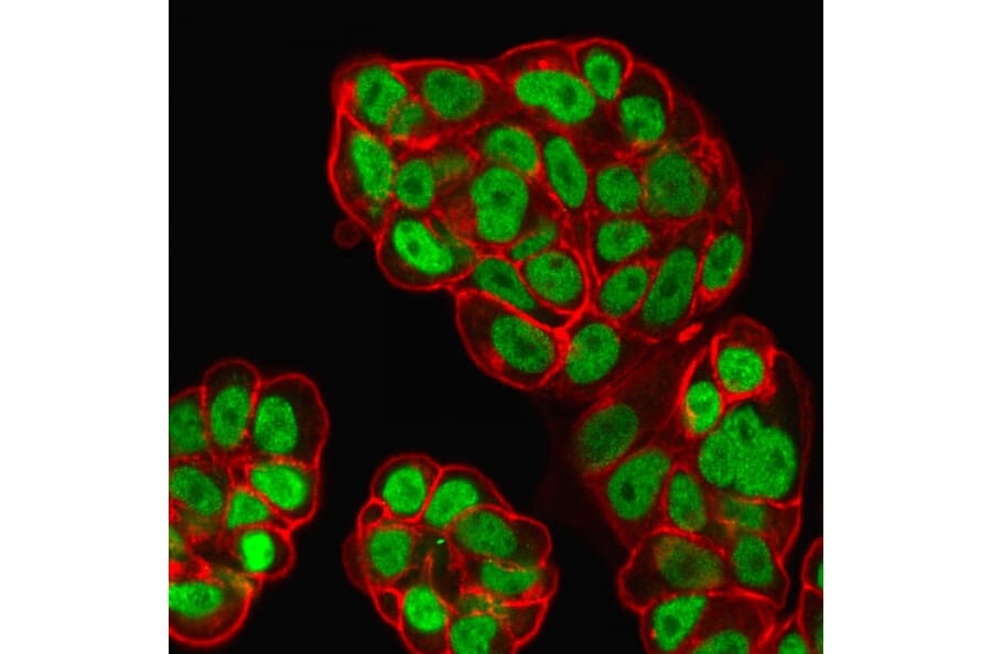 Immunofluorescence - Anti-FOXA1 Antibody [FOXA1/1519] - BSA and Azide free (A252047) - Antibodies.com