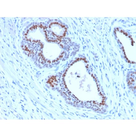 Immunohistochemistry - Anti-FOXA1 Antibody [FOXA1/2230R] - BSA and Azide free (A252048) - Antibodies.com