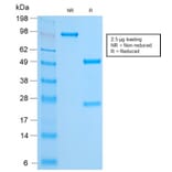 SDS-PAGE - Anti-FOXA1 Antibody [FOXA1/2230R] - BSA and Azide free (A252048) - Antibodies.com