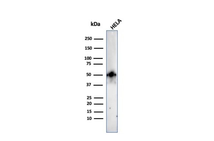 Western Blot - Anti-FOXA1 Antibody [FOXA1/2230R] - BSA and Azide free (A252048) - Antibodies.com