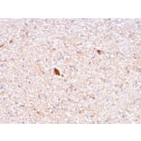 Immunohistochemistry - Anti-Serum Amyloid P Antibody [APCS/3240] - BSA and Azide free (A252050) - Antibodies.com