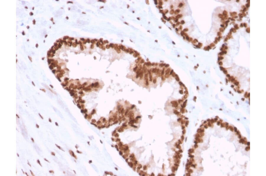 Immunohistochemistry - Anti-APE1 Antibody [CPTC-APEX1-2] - BSA and Azide free (A252051) - Antibodies.com