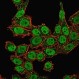 Immunofluorescence - Anti-APE1 Antibody [CPTC-APEX1-2] - BSA and Azide free (A252051) - Antibodies.com