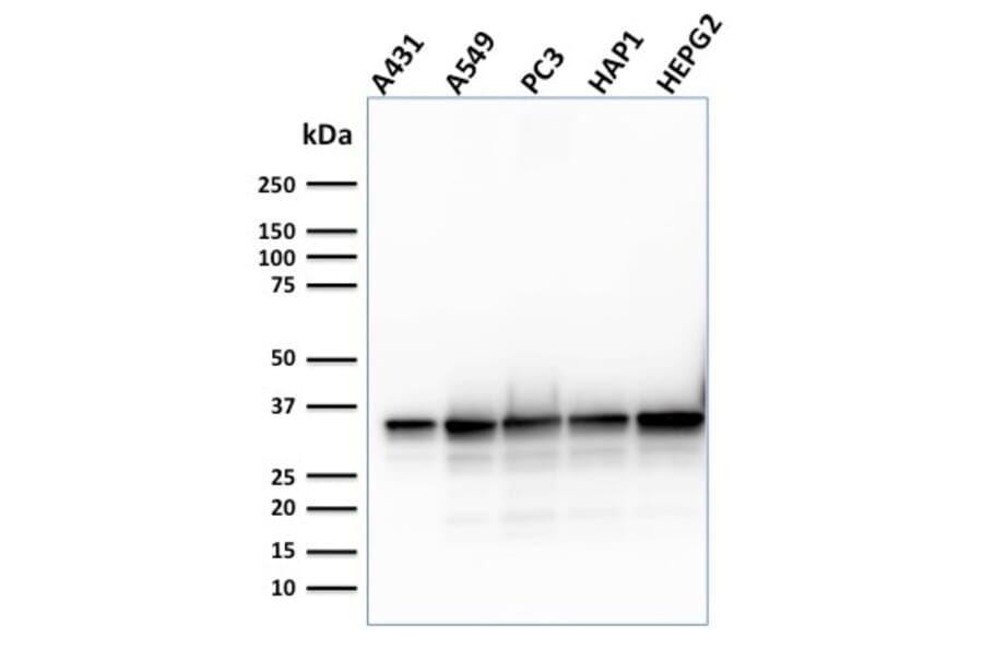 Western Blot - Anti-APE1 Antibody [CPTC-APEX1-2] - BSA and Azide free (A252051) - Antibodies.com