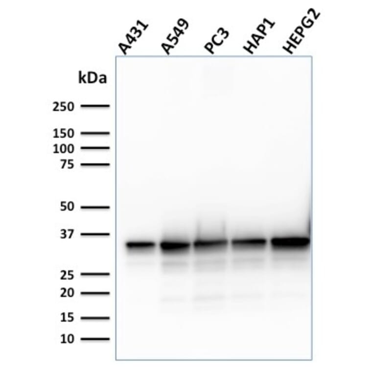 Western Blot - Anti-APE1 Antibody [CPTC-APEX1-2] - BSA and Azide free (A252051) - Antibodies.com