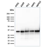 Western Blot - Anti-APE1 Antibody [CPTC-APEX1-2] - BSA and Azide free (A252051) - Antibodies.com