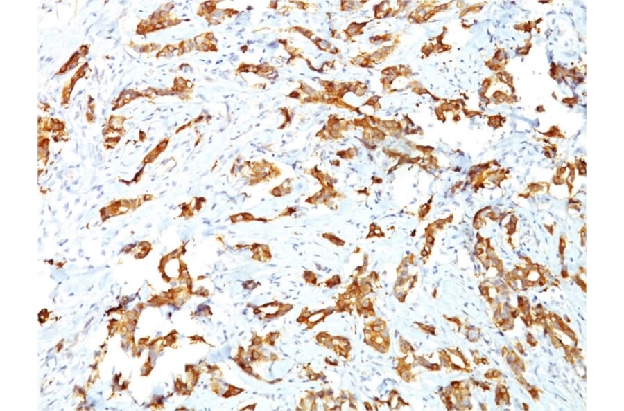 Immunohistochemistry - Anti-HSP27 Antibody [G3.1] - BSA and Azide free (A252052) - Antibodies.com