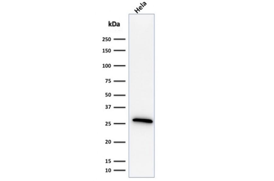 Western Blot - Anti-HSP27 Antibody [G3.1] - BSA and Azide free (A252052) - Antibodies.com