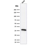 Western Blot - Anti-HSP27 Antibody [G3.1] - BSA and Azide free (A252052) - Antibodies.com