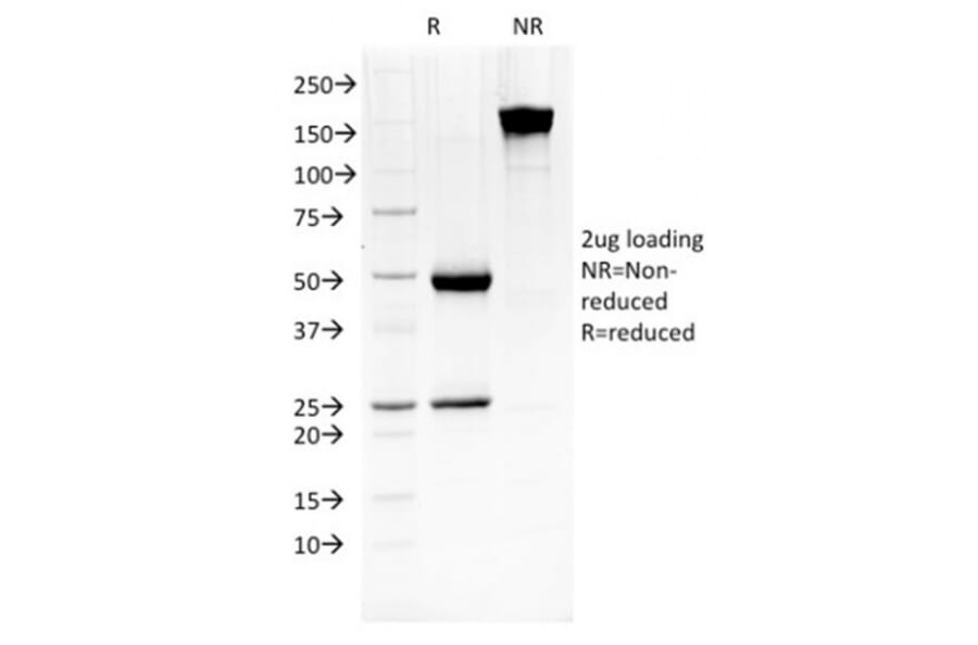 SDS-PAGE - Anti-HSP27 Antibody [G3.1] - BSA and Azide free (A252052) - Antibodies.com