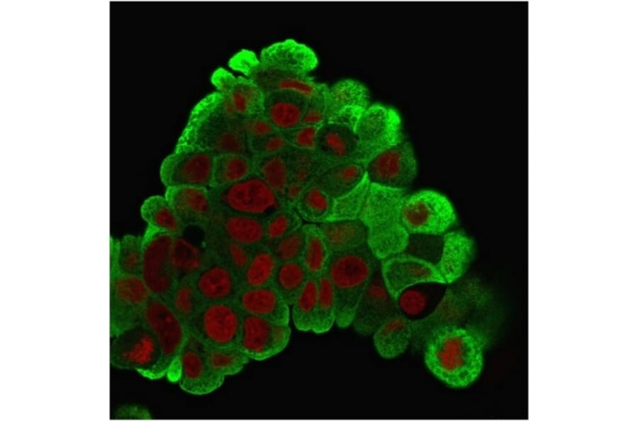 Immunofluorescence - Anti-HSP27 Antibody [G3.1] - BSA and Azide free (A252052) - Antibodies.com