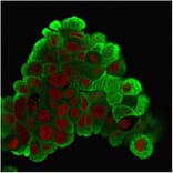 Immunofluorescence - Anti-HSP27 Antibody [G3.1] - BSA and Azide free (A252052) - Antibodies.com