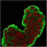 Immunofluorescence - Anti-HSP27 Antibody [SPM252] - BSA and Azide free (A252053) - Antibodies.com
