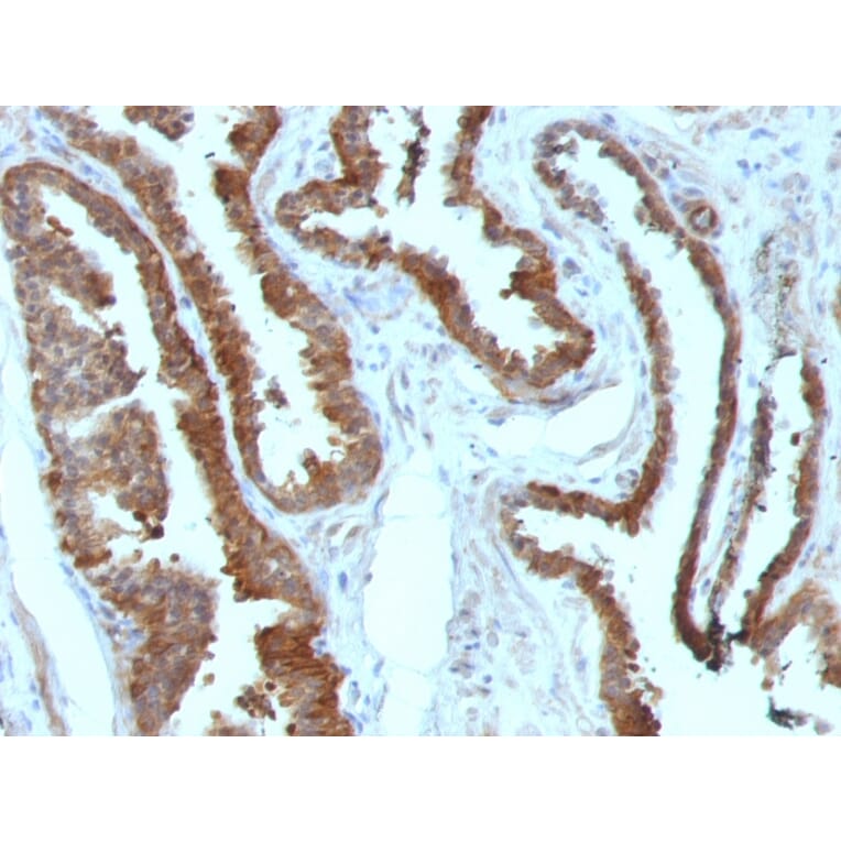 Immunohistochemistry - Anti-HSP27 Antibody [HSPB1/774] - BSA and Azide free (A252054) - Antibodies.com