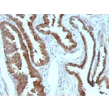 Immunohistochemistry - Anti-HSP27 Antibody [HSPB1/774] - BSA and Azide free (A252054) - Antibodies.com