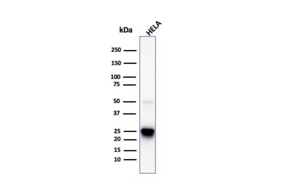 Western Blot - Anti-HSP27 Antibody [HSPB1/774] - BSA and Azide free (A252054) - Antibodies.com