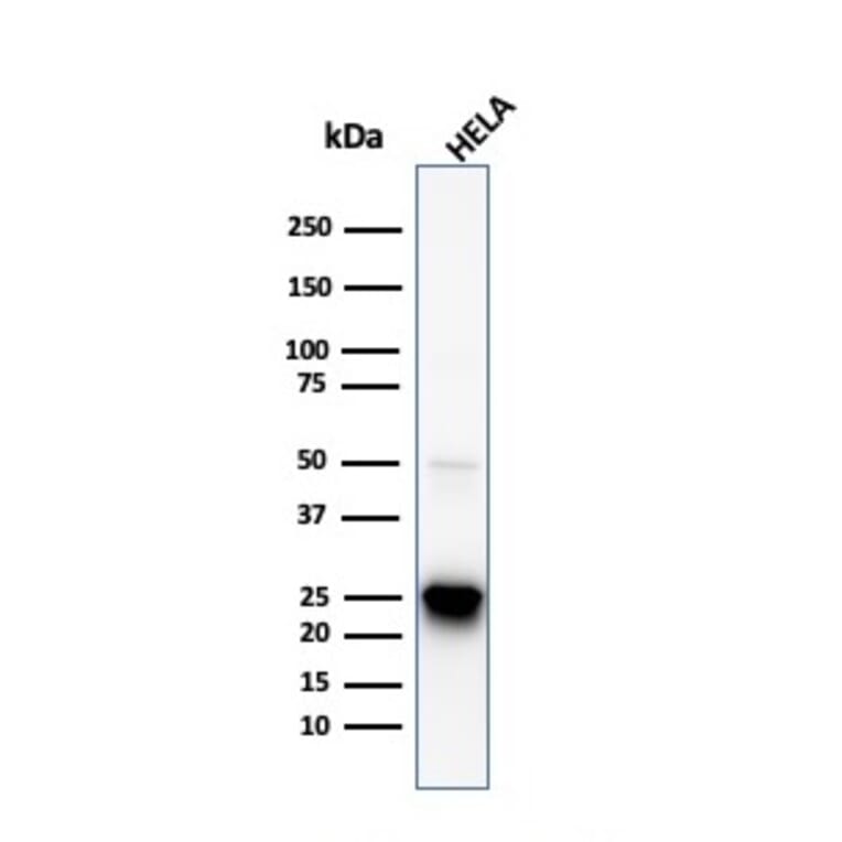 Western Blot - Anti-HSP27 Antibody [HSPB1/774] - BSA and Azide free (A252054) - Antibodies.com