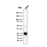 Western Blot - Anti-HSP27 Antibody [HSPB1/774] - BSA and Azide free (A252054) - Antibodies.com