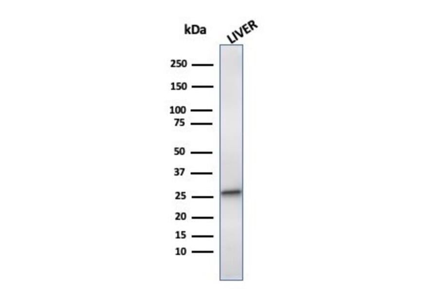 Western Blot - Anti-HSP27 Antibody [CPTC-HSPB1-2] - BSA and Azide free (A252055) - Antibodies.com
