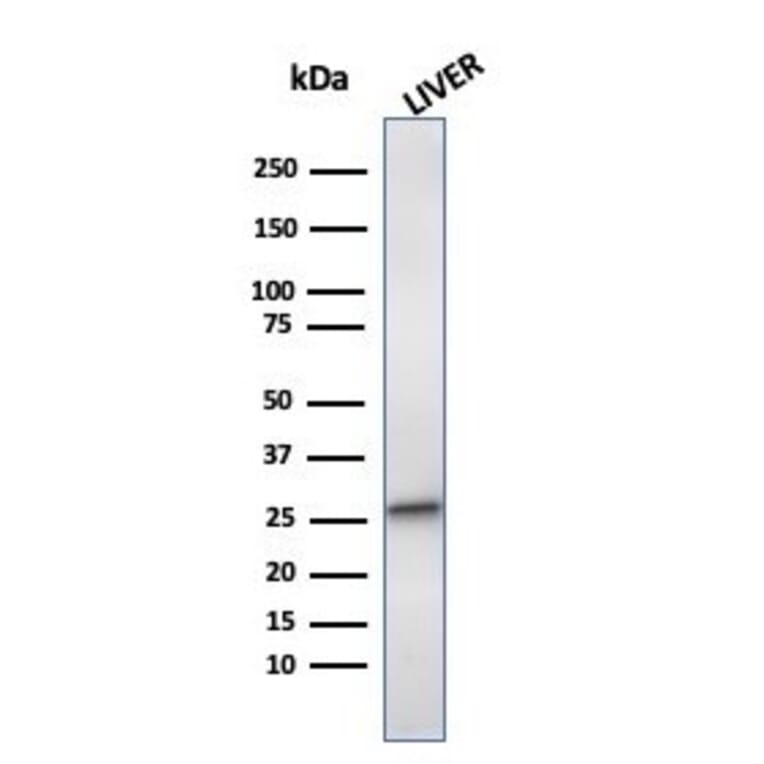 Western Blot - Anti-HSP27 Antibody [CPTC-HSPB1-2] - BSA and Azide free (A252055) - Antibodies.com