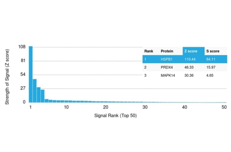 Protein Array - Anti-HSP27 Antibody [CPTC-HSPB1-2] - BSA and Azide free (A252054) - Antibodies.com