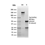 SDS-PAGE - Anti-HSP27 Antibody [rHSPB1/6489] - BSA and Azide free (A252056) - Antibodies.com