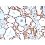 Immunohistochemistry - Anti-HSP27 Antibody [rHSPB1/6489] - BSA and Azide free (A252055) - Antibodies.com