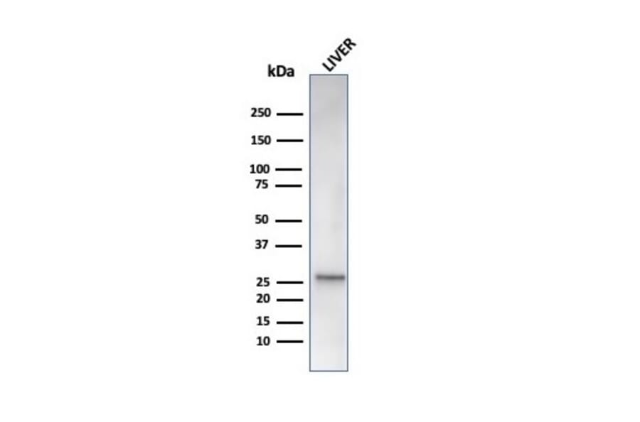 Western Blot - Anti-HSP27 Antibody [rHSPB1/6489] - BSA and Azide free (A252056) - Antibodies.com