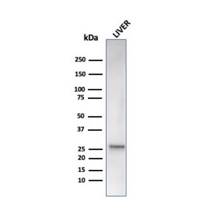 Western Blot - Anti-HSP27 Antibody [rHSPB1/6489] - BSA and Azide free (A252056) - Antibodies.com