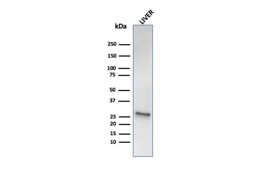 Western Blot - Anti-HSP27 Antibody [HSPB1/6490R] - BSA and Azide free (A252057) - Antibodies.com