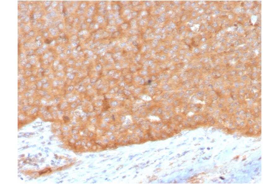 Immunohistochemistry - Anti-HSP90 beta Antibody [HSP90AB1/3951] - BSA and Azide free (A252058) - Antibodies.com