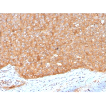 Immunohistochemistry - Anti-HSP90 beta Antibody [HSP90AB1/3951] - BSA and Azide free (A252058) - Antibodies.com