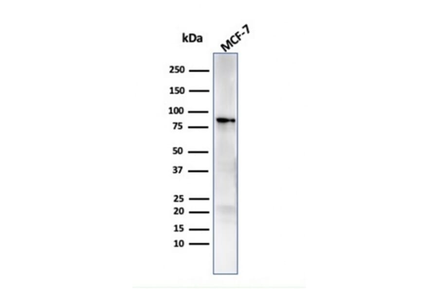 Western Blot - Anti-HSP90 beta Antibody [HSP90AB1/3951] - BSA and Azide free (A252058) - Antibodies.com