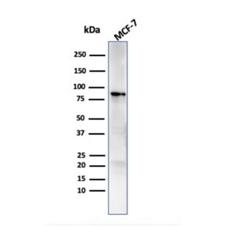 Western Blot - Anti-HSP90 beta Antibody [HSP90AB1/3951] - BSA and Azide free (A252058) - Antibodies.com