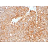 Immunohistochemistry - Anti-HSP90 beta Antibody [HSP90AB1/3952] - BSA and Azide free (A252059) - Antibodies.com