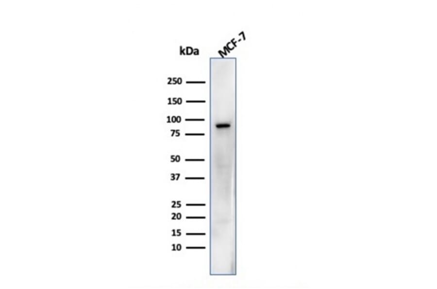 Western Blot - Anti-HSP90 beta Antibody [HSP90AB1/3952] - BSA and Azide free (A252059) - Antibodies.com
