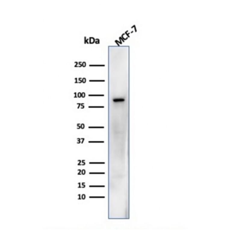 Western Blot - Anti-HSP90 beta Antibody [HSP90AB1/3952] - BSA and Azide free (A252059) - Antibodies.com