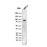 Western Blot - Anti-HSP90 beta Antibody [HSP90AB1/3952] - BSA and Azide free (A252059) - Antibodies.com