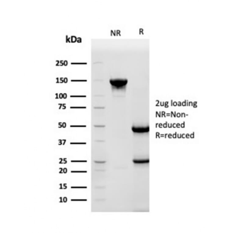 SDS-PAGE - Anti-HSP90 beta Antibody [HSP90AB1/3952] - BSA and Azide free (A252059) - Antibodies.com