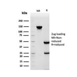 SDS-PAGE - Anti-HSP90 beta Antibody [HSP90AB1/3952] - BSA and Azide free (A252059) - Antibodies.com