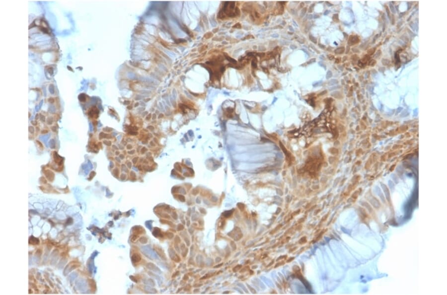 Immunohistochemistry - Anti-HSP90 beta Antibody [HSP90AB1/3953] - BSA and Azide free (A252060) - Antibodies.com