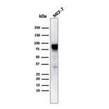 Western Blot - Anti-HSP90 beta Antibody [HSP90AB1/3953] - BSA and Azide free (A252060) - Antibodies.com